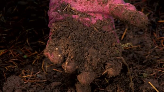The Best Soil