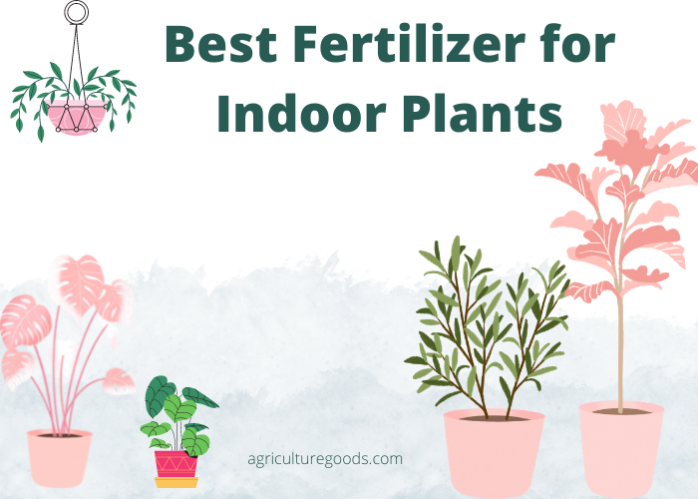 Top 11 Best Fertilizer for Indoor Plants 2022 - Top Supplements for Plants