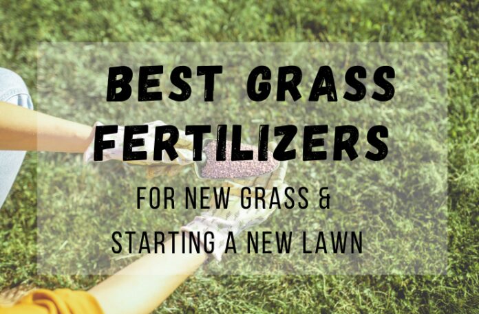 Best Grass Fertilizer