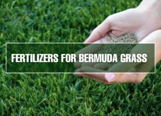 Fertilizer for Bermuda Grass