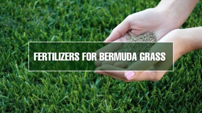 Fertilizer for Bermuda Grass