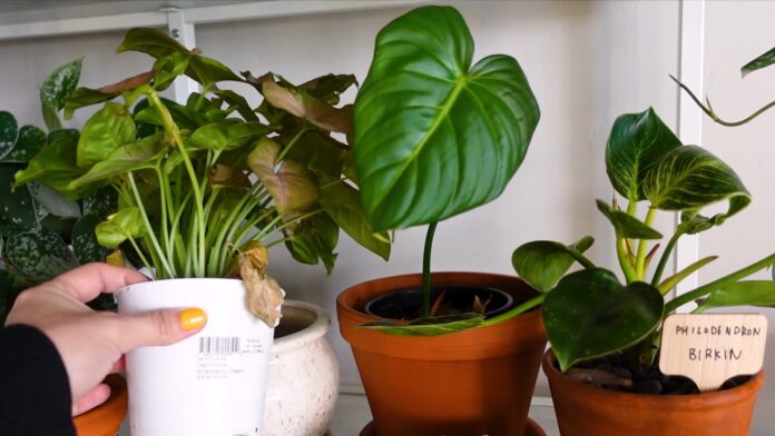 How To Fertilize Indoor Plants for Beginners