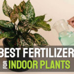 fertilizer for indoor plants