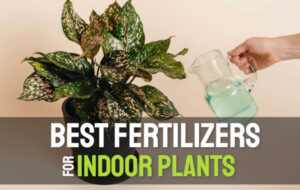 best fertilizer for indoor plants