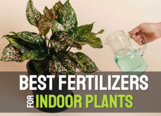 best fertilizer for indoor plants