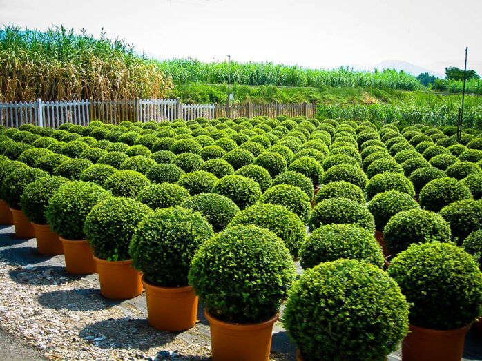 boxwood