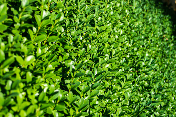 boxwood fertilizer