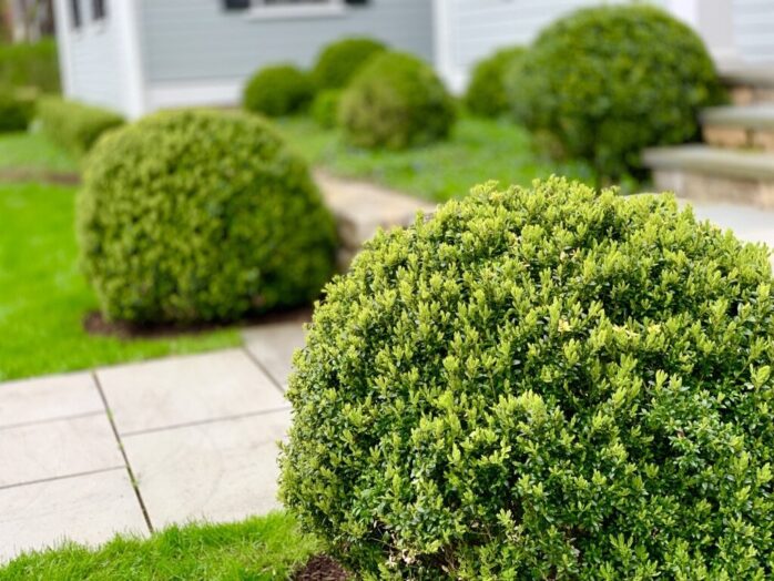 boxwood landscaping