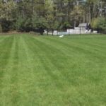 Best ORGANIC Lawn Fertilizer