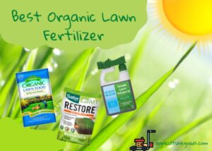 Best Organic Lawn Fertilizer
