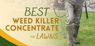 Best Weed Killer Concentrate for Lawns