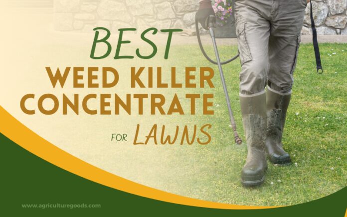 Best Weed Killer Concentrate for Lawns