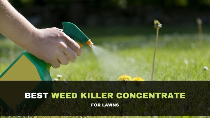 weed killer concentrate