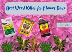 Best Weed Killer for Flower Beds