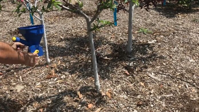 Fertilize Fruit Trees