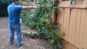 How to Get Rid Poison Ivy