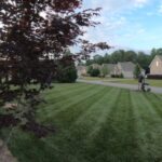 Lawn Fertilizer In The Summer