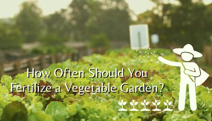 how often should you fertilize Garden