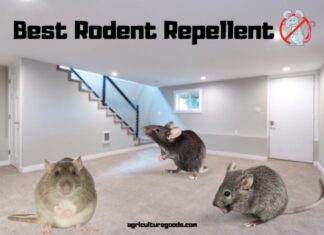Best Rodent Repellent