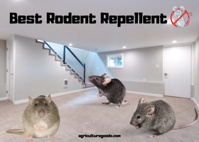 Best Rodent Repellent