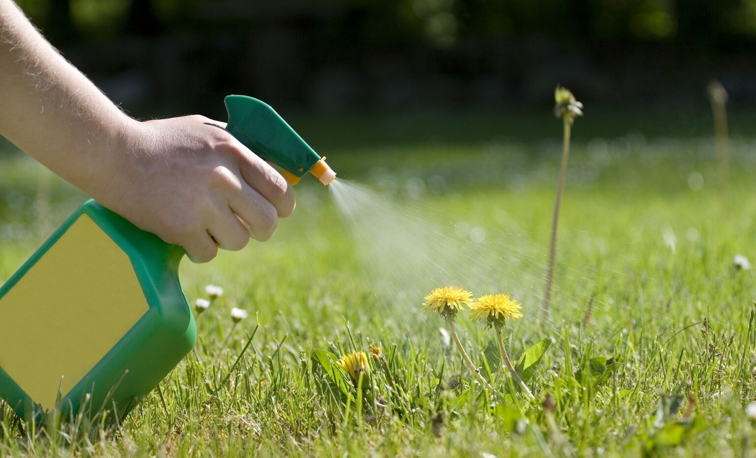 8 Best Dandelion Killers 2024 - Review and Buying Guide