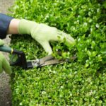 wearing gloves, trimming hedges with manual shears