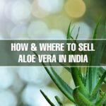 How and where to sell Aloe vera in India