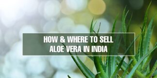 How and where to sell Aloe vera in India