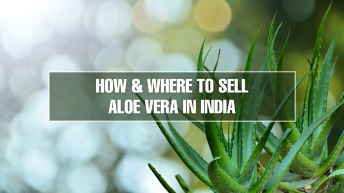 How and where to sell Aloe vera in India