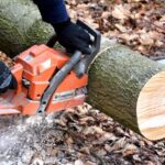 What You Need To Know About Tree Removal Services