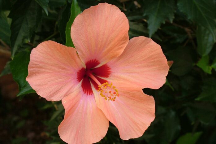 Annual Hibiscus