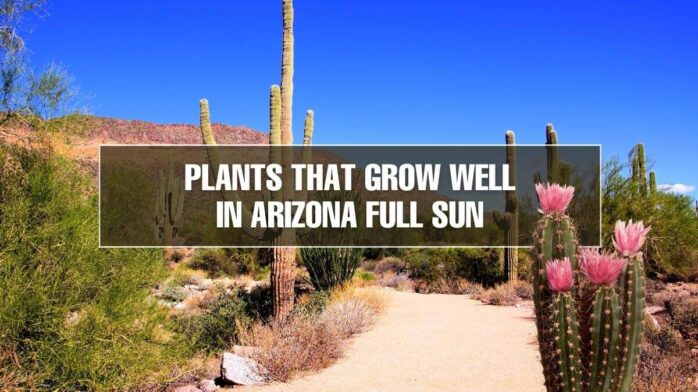 Arizona Plants