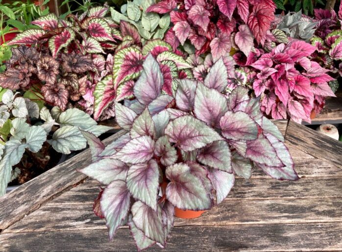 Begonia Maori Haze