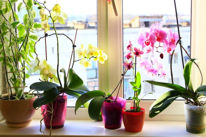 Best Orchid Pots & Containers