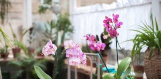 Best Orchid Pots & Containers