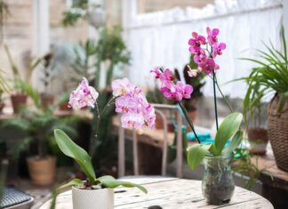 Best Orchid Pots & Containers