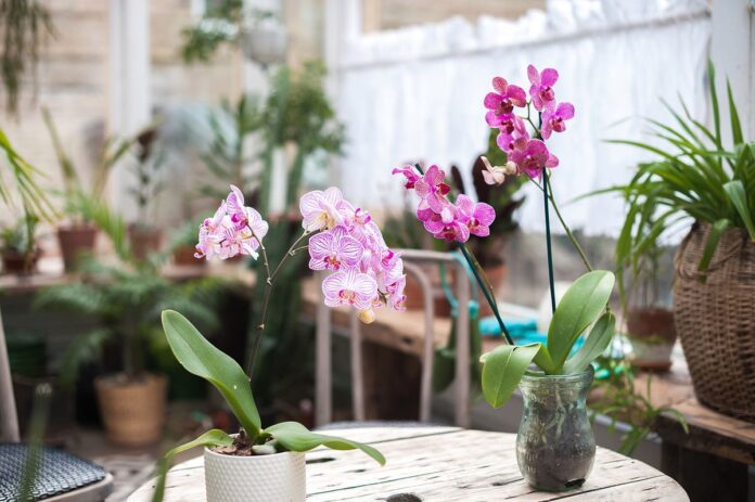 Best Orchid Pots & Containers