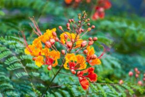 Caesalpinia (Bird of Paradise)
