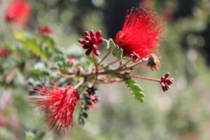 Calliandra (Fairy Duster)
