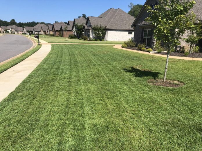 Centipede Grass