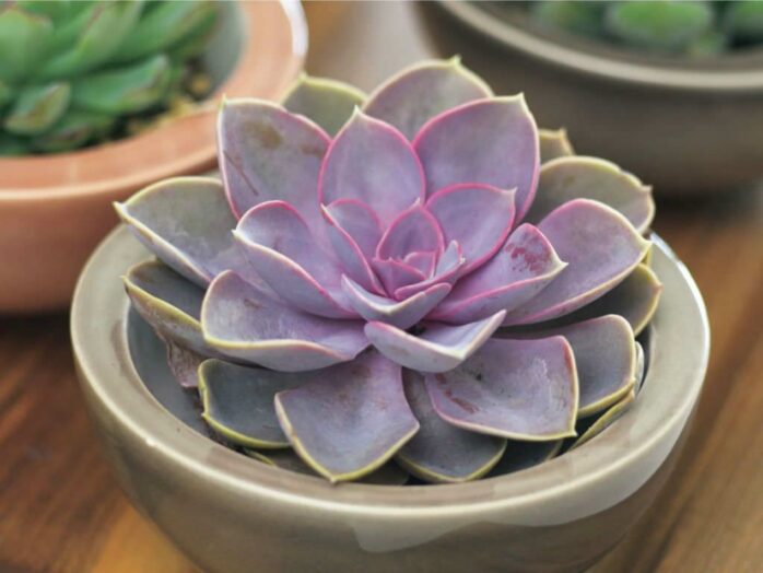 Echeveria