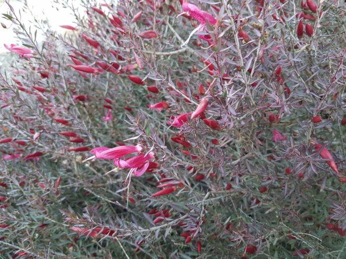 Eremophila