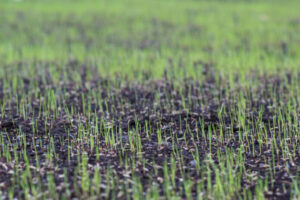 Grass Seed