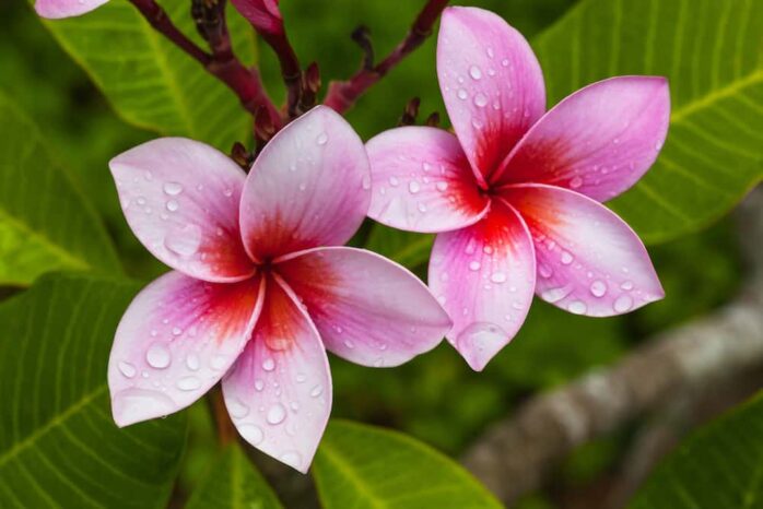 How to Grow & Care for Plumeria - 2023 Guide