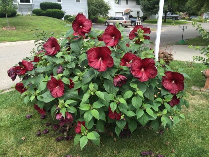 Hardy Hibiscus