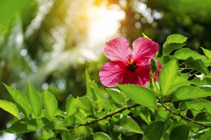 Hibiscus Varieties