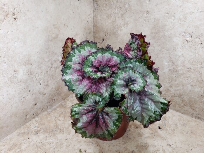 Iron-Cross Begonia