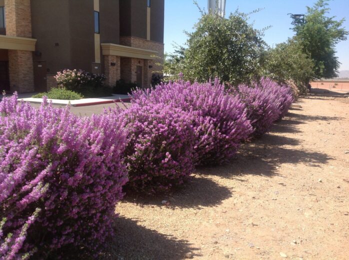 Leucophyllum (Texas Sage)