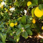 Meyer Lemon Trees