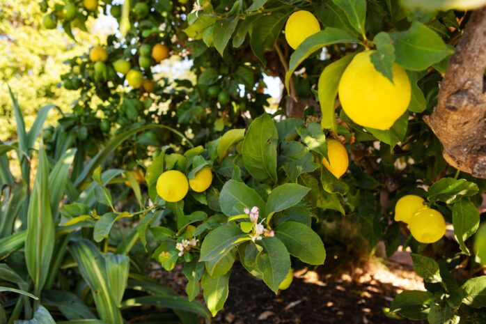 Meyer Lemon Trees